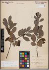 Foto von Salix aurita L. x Salix caprea L.